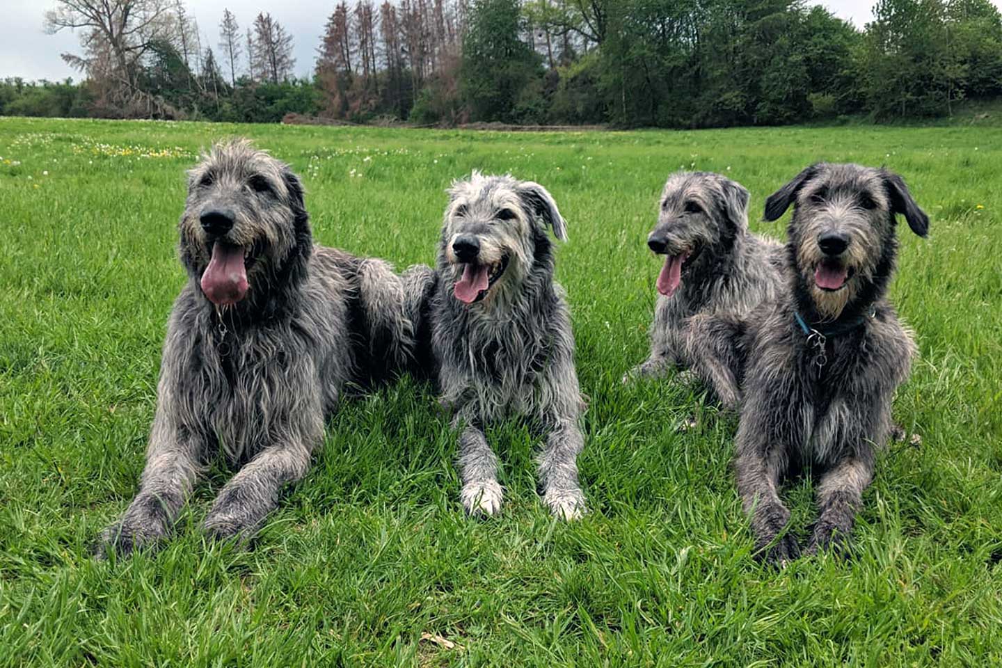 Irish Wolfhound Club e.V.