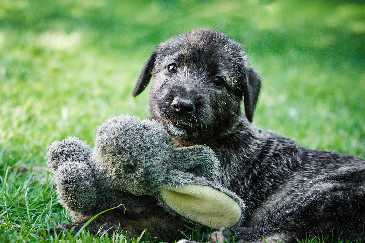 Irish Wolfhound Club e.V.