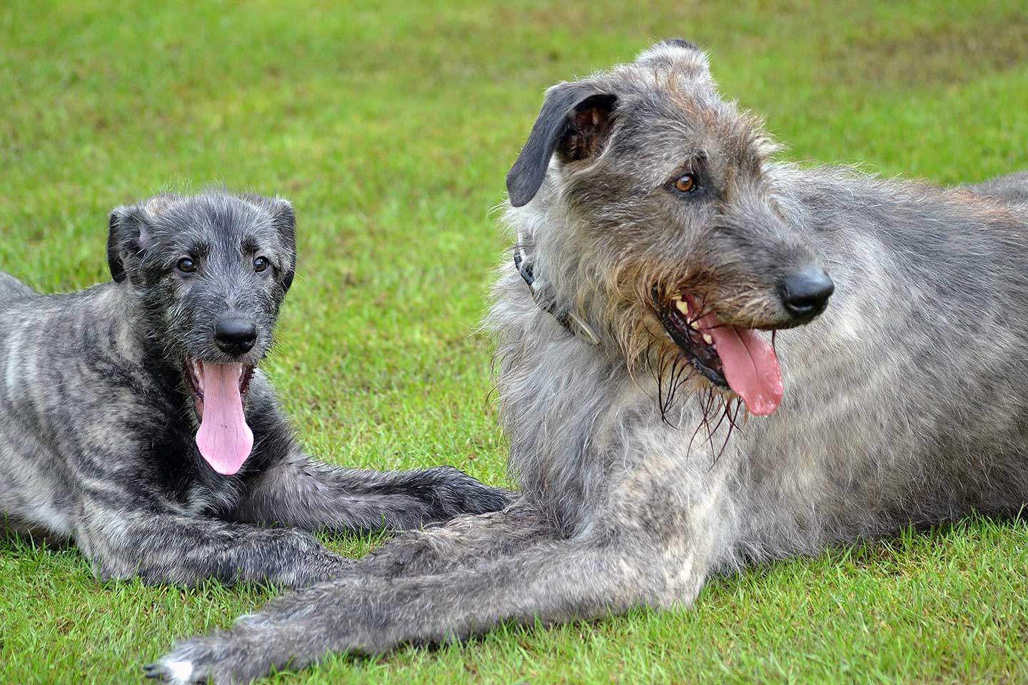 Irish Wolfhound Club e.V.