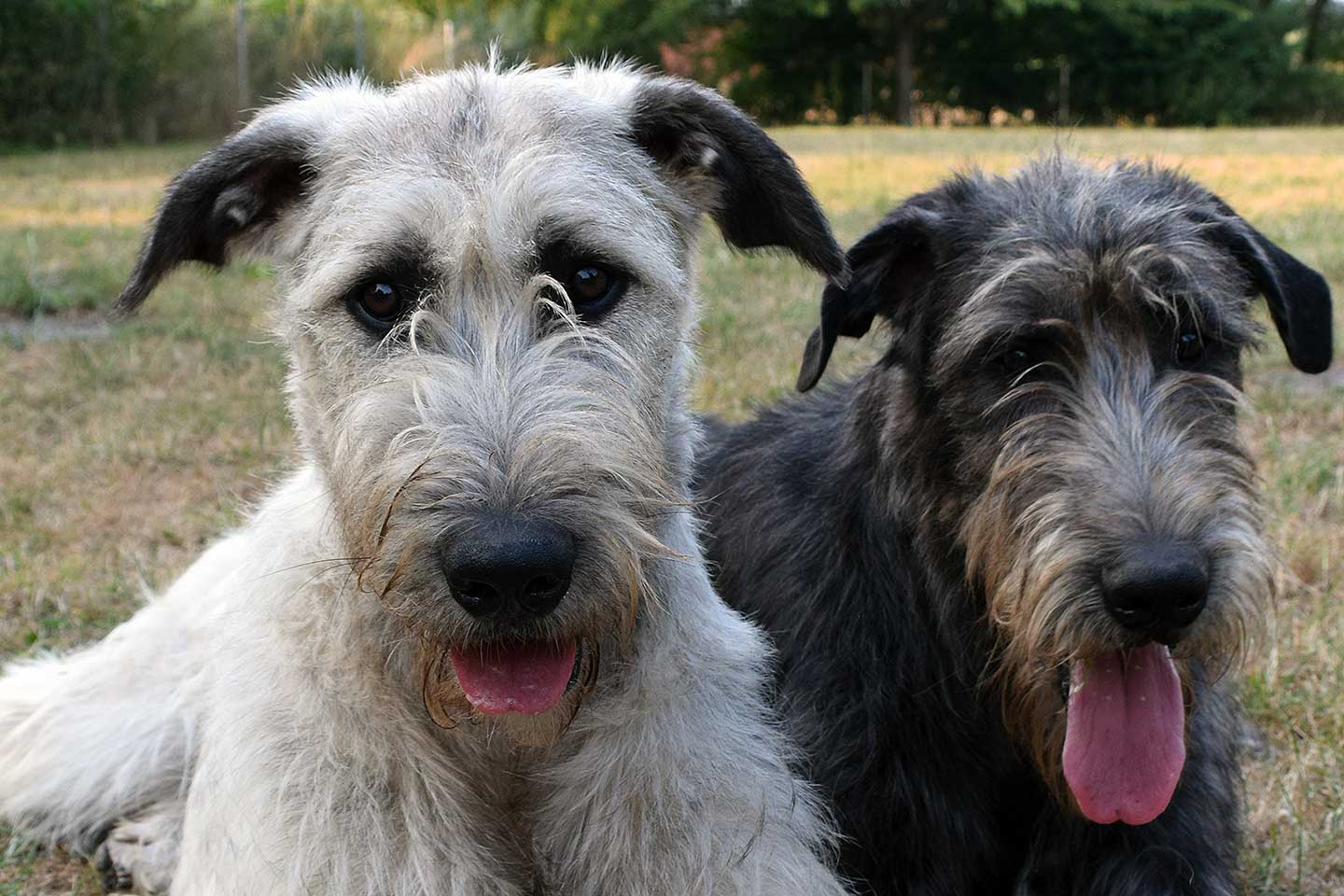 Irish Wolfhound Club e.V.