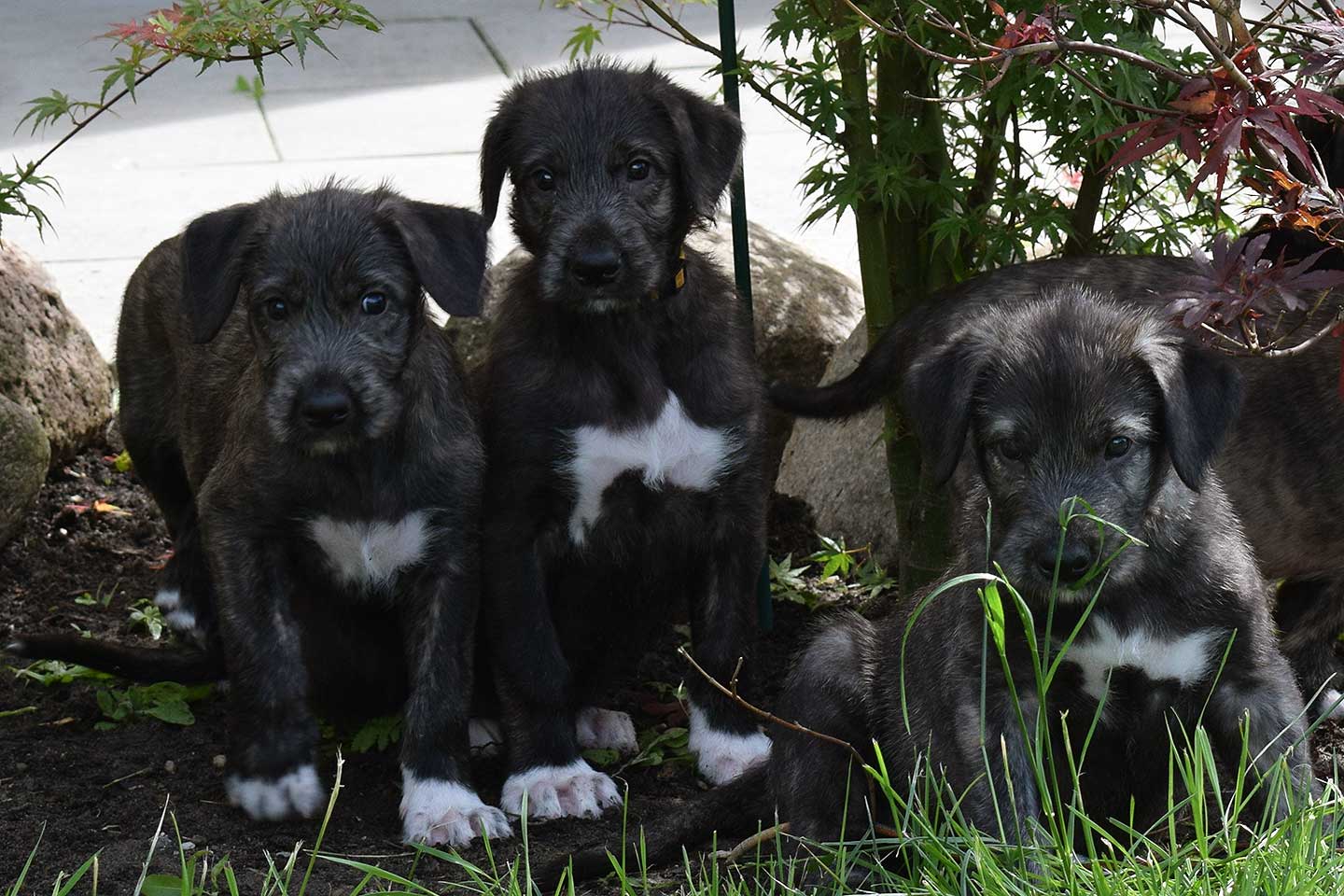 Irish Wolfhound Club e.V.