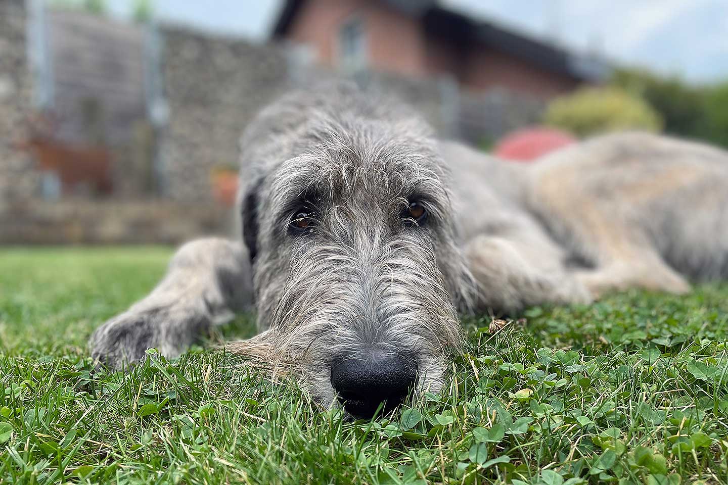 Irish Wolfhound Club e.V.