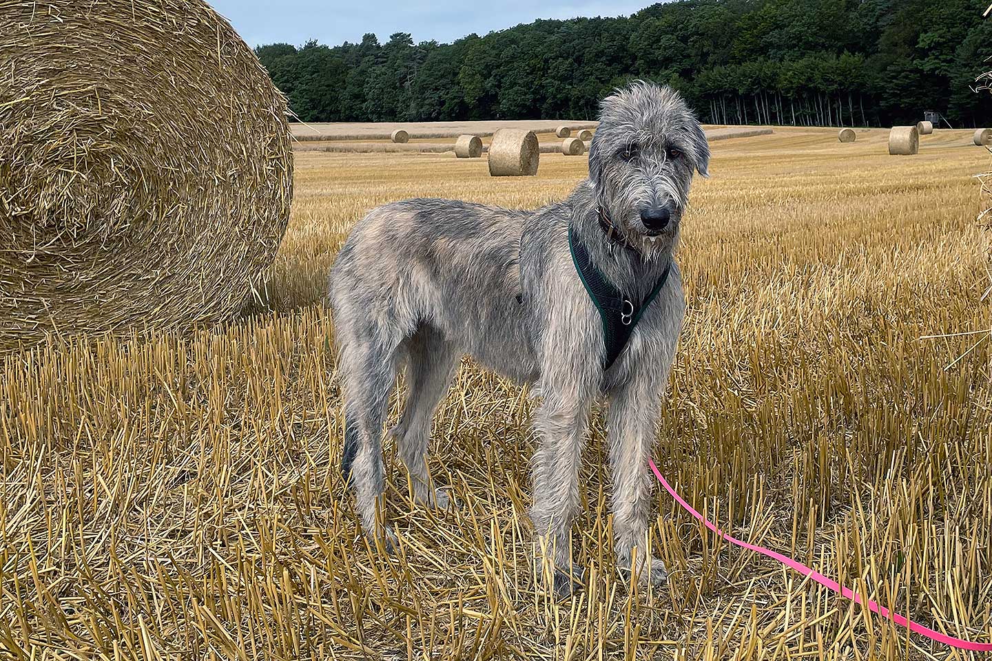 Irish Wolfhound Club e.V.