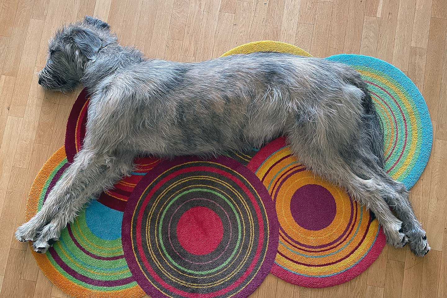 Irish Wolfhound Club e.V.