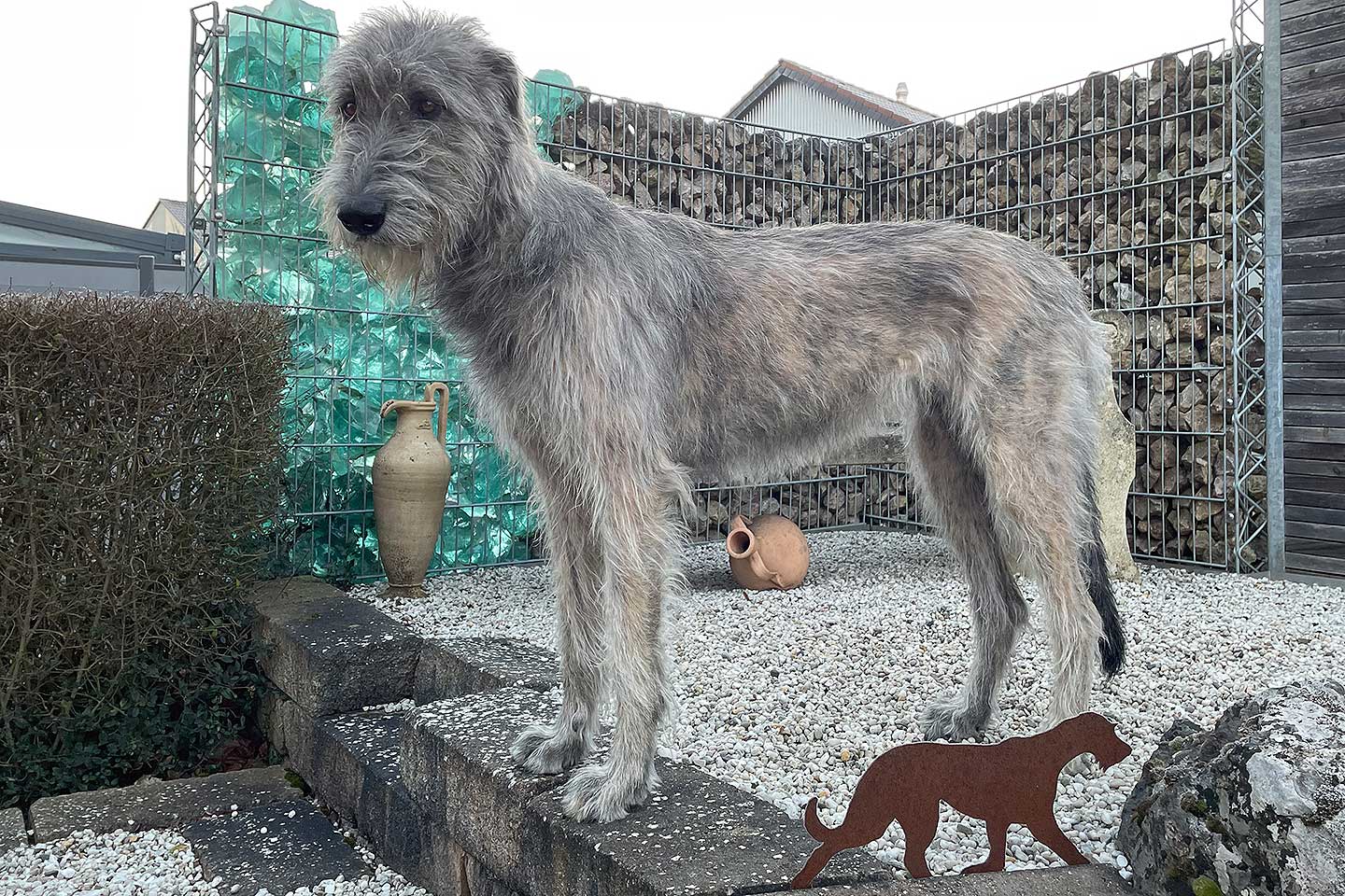 Irish Wolfhound Club e.V.
