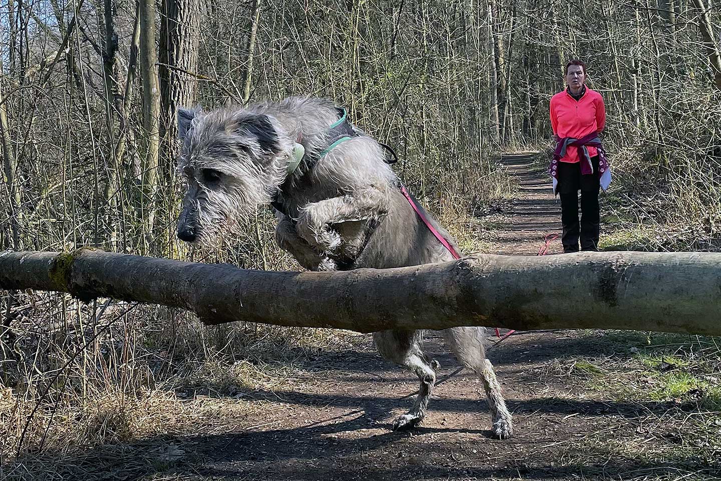 Irish Wolfhound Club e.V.
