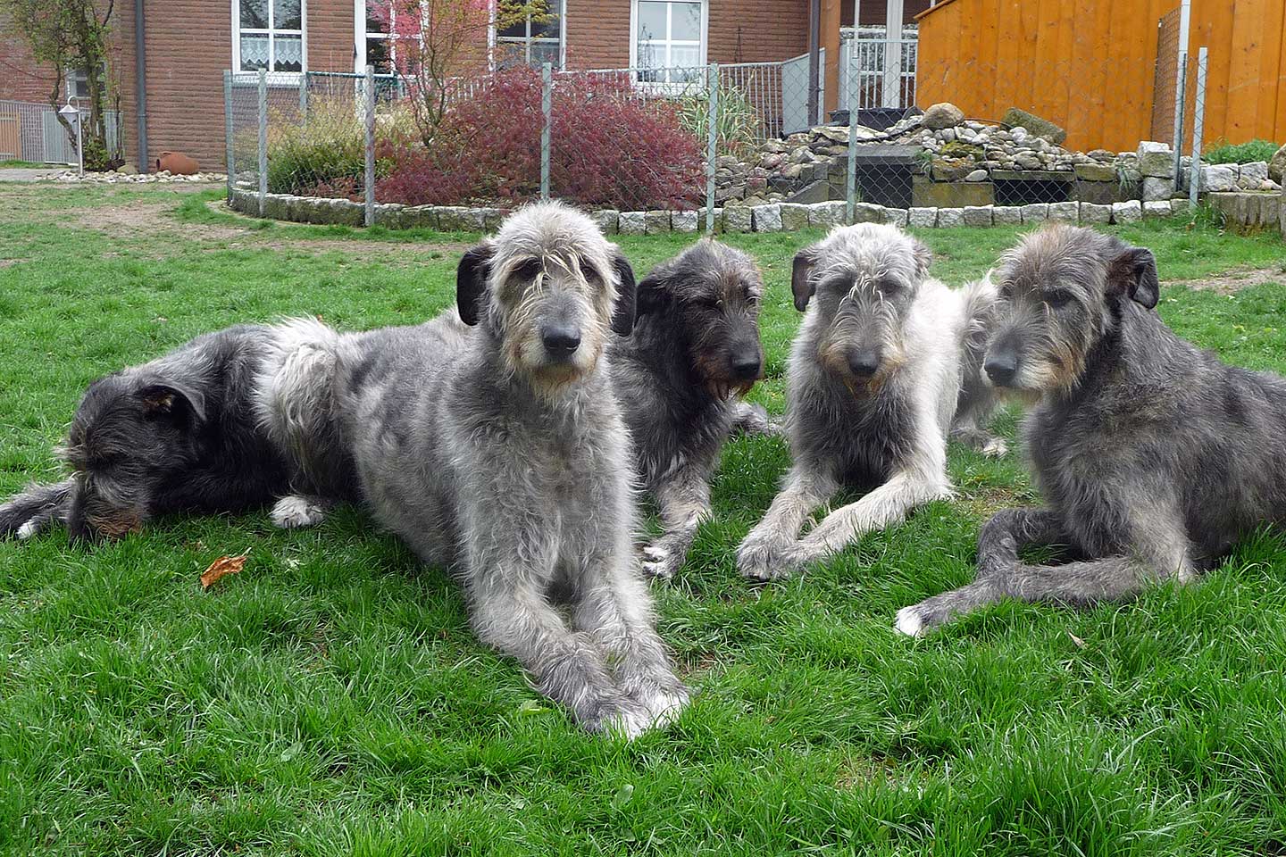 Irish Wolfhound Club e.V.