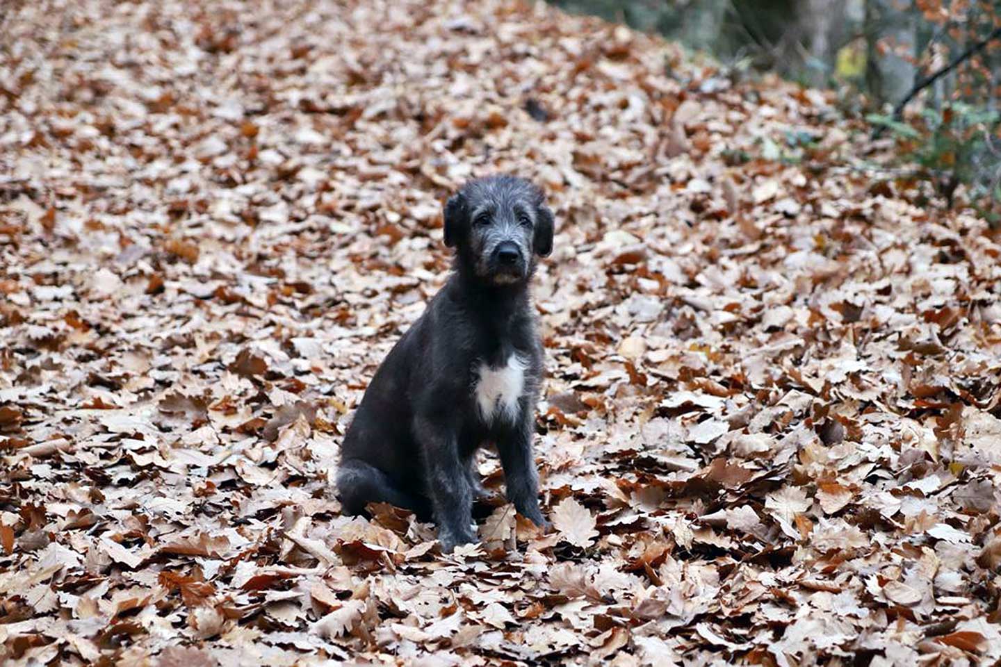 Irish Wolfhound Club e.V.