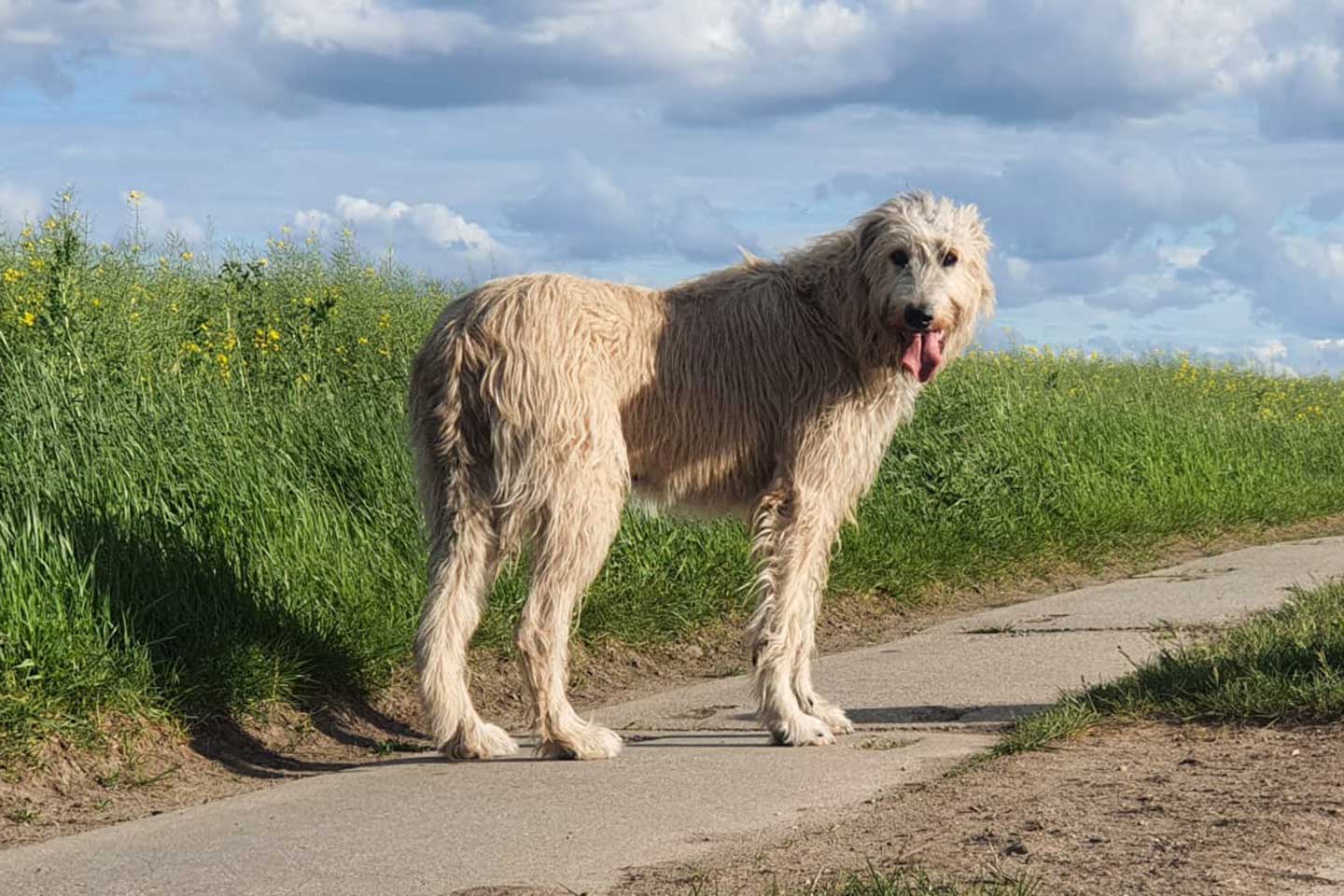 Irish Wolfhound Club e.V.