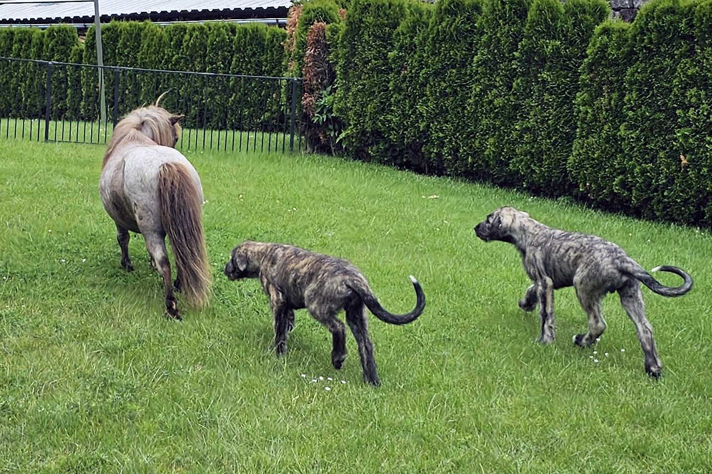 Irish Wolfhound Club e.V.