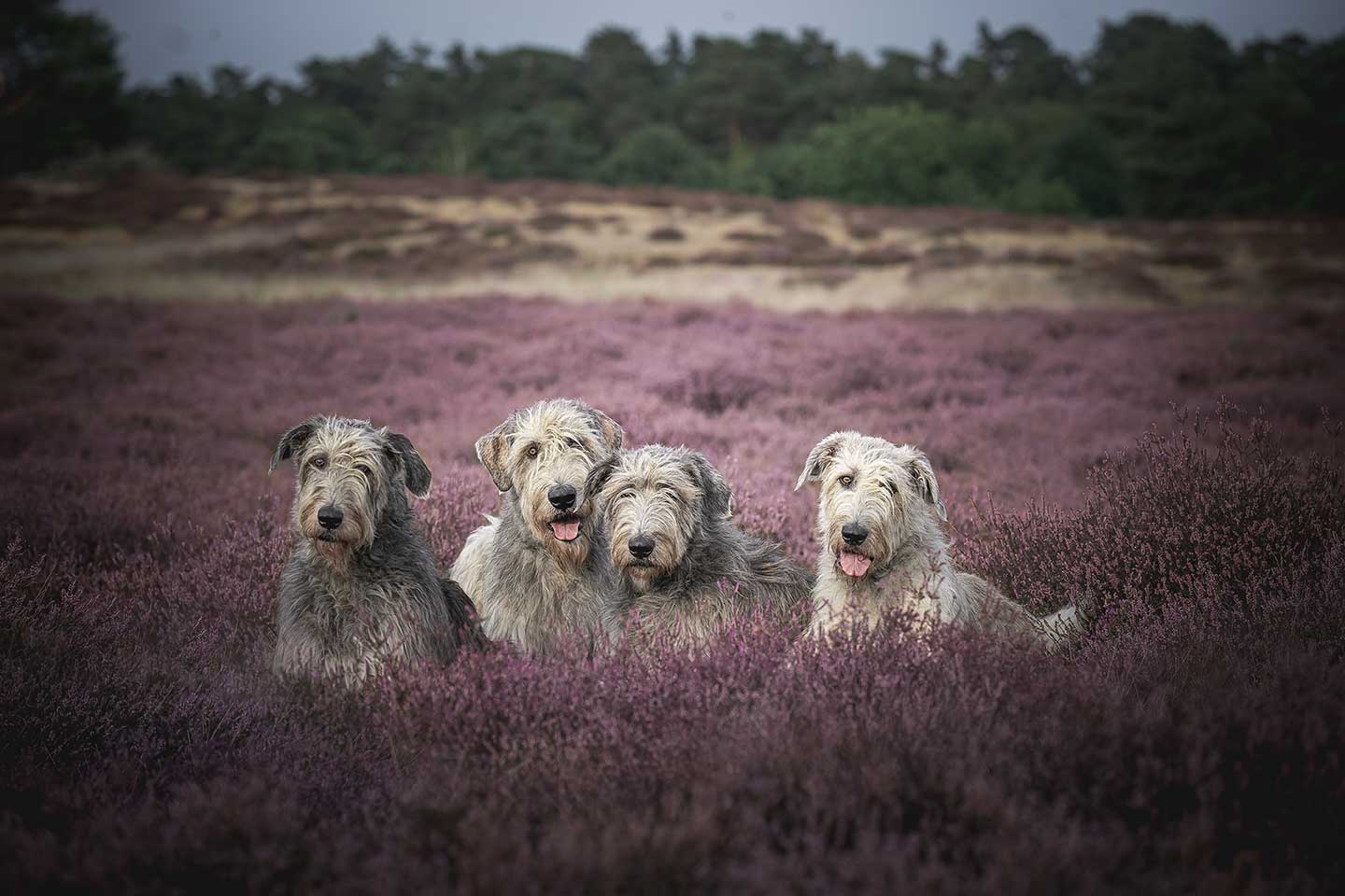 Irish Wolfhound Club e.V.