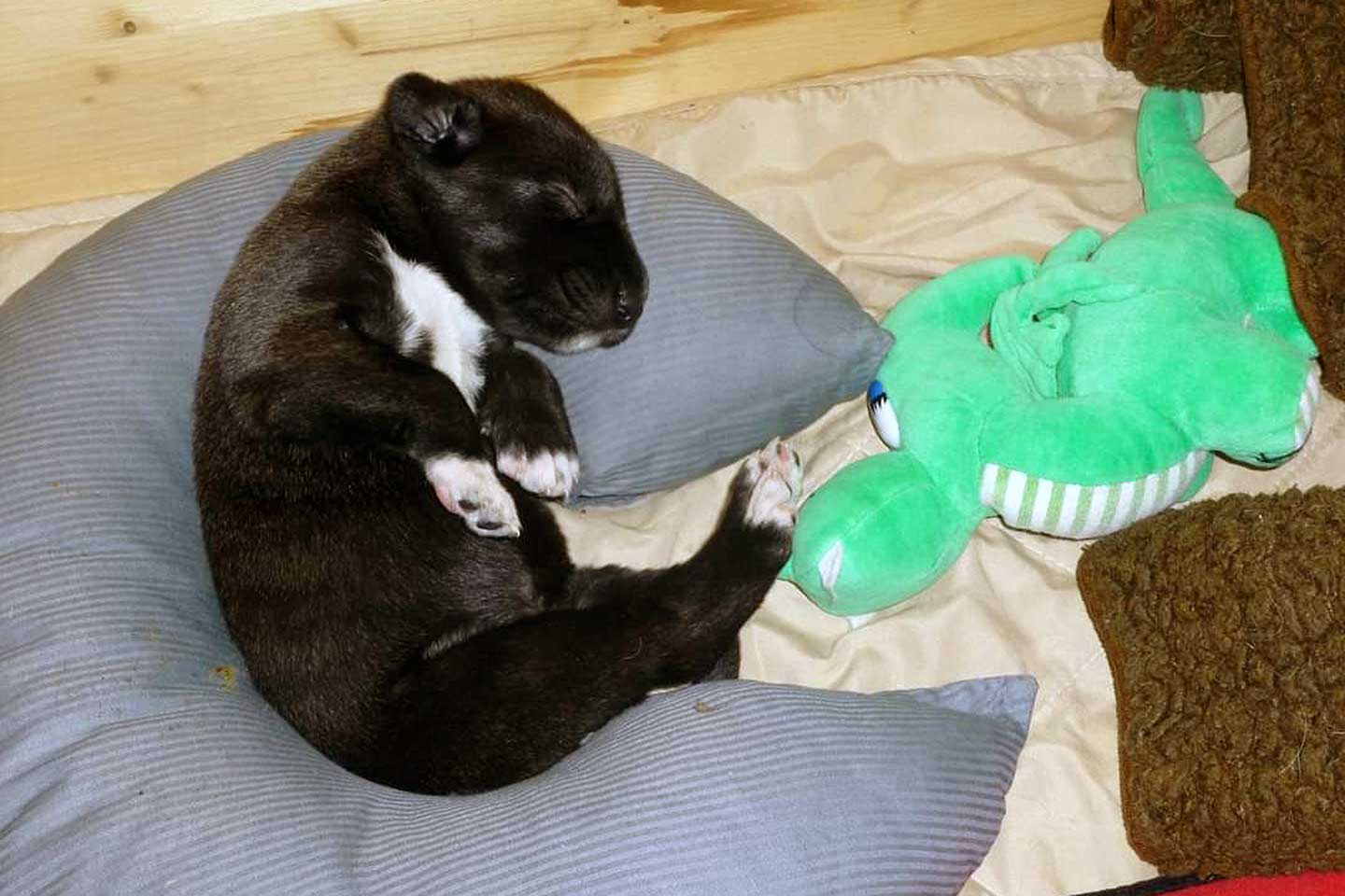 Irish Wolfhound Club e.V.