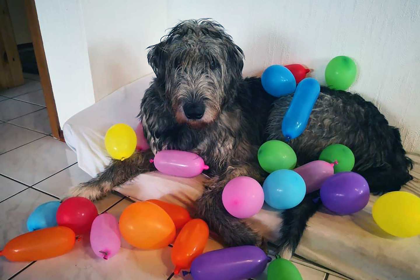 Irish Wolfhound Club e.V.