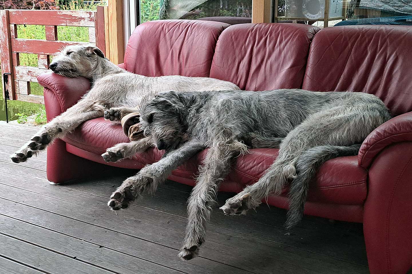 Irish Wolfhound Club e.V.