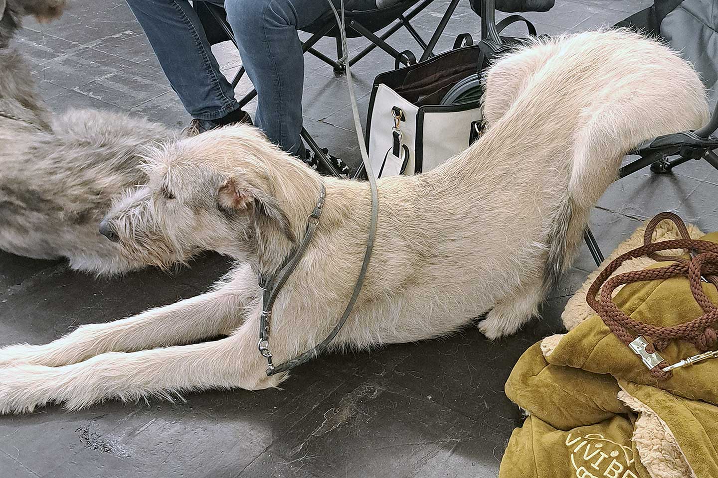 Irish Wolfhound Club e.V.