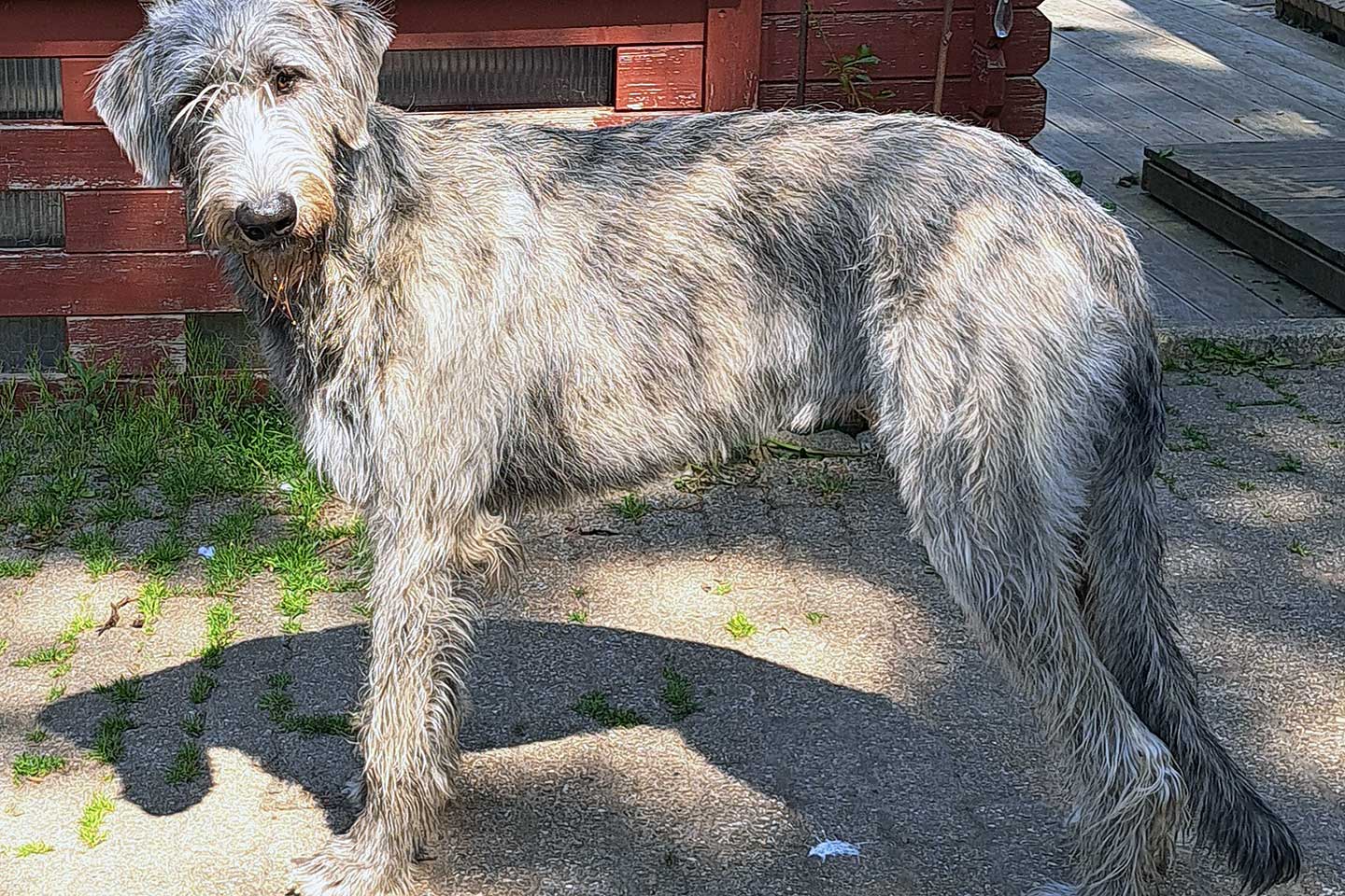 Irish Wolfhound Club e.V.