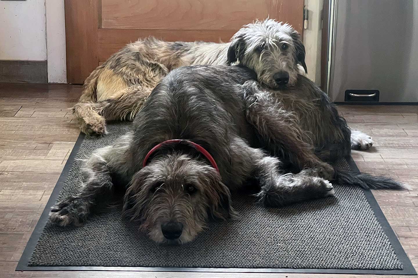 Irish Wolfhound Club e.V.