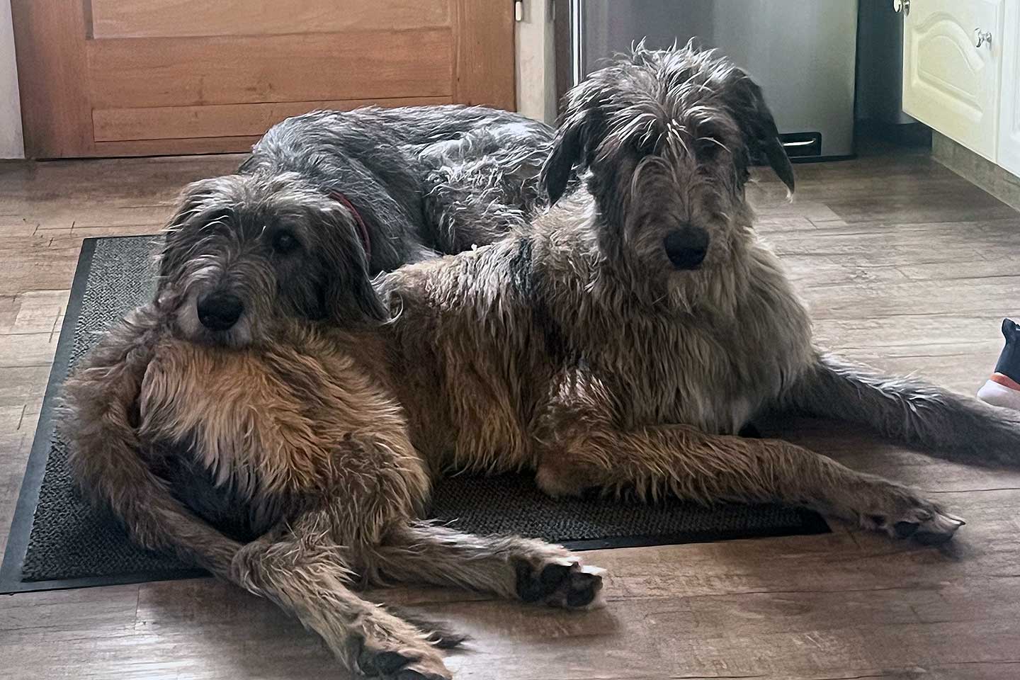 Irish Wolfhound Club e.V.
