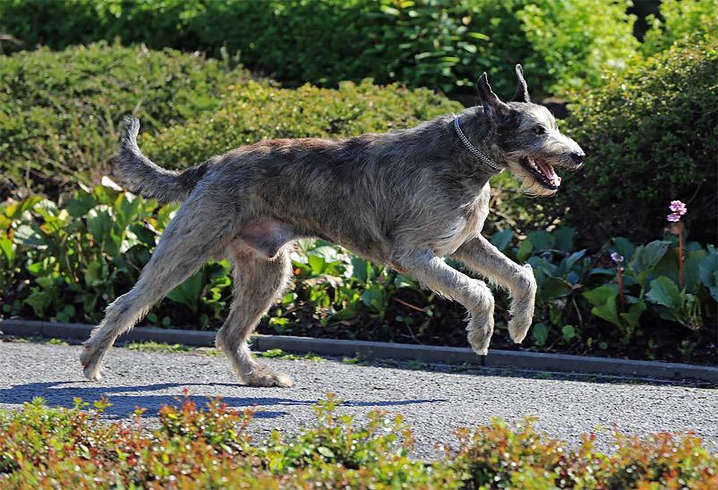 Irish Wolfhound Club e.V.