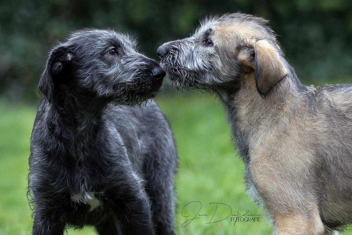 Irish Wolfhound Club e.V.