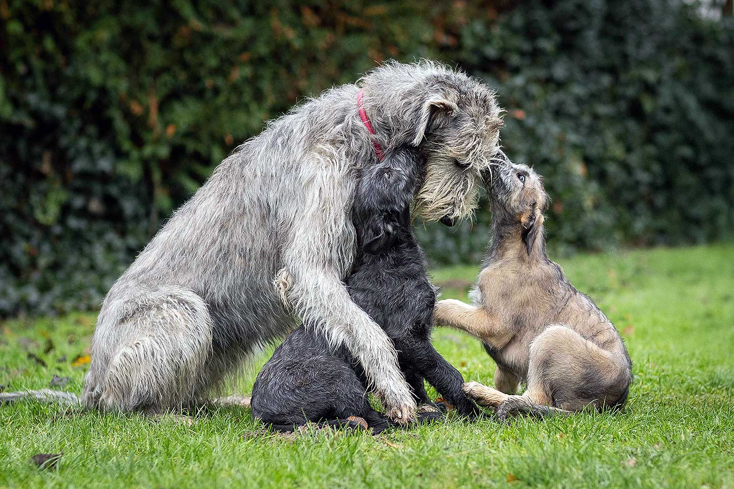 Irish Wolfhound Club e.V.