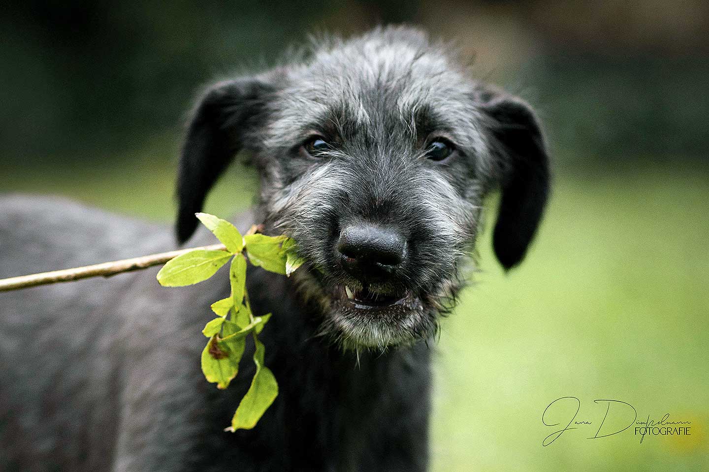 Irish Wolfhound Club e.V.