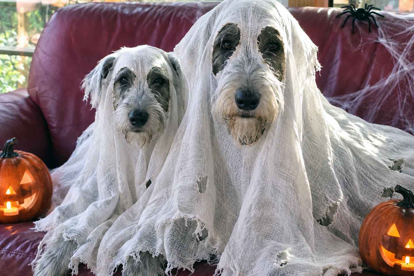Irish Wolfhound Club e.V.