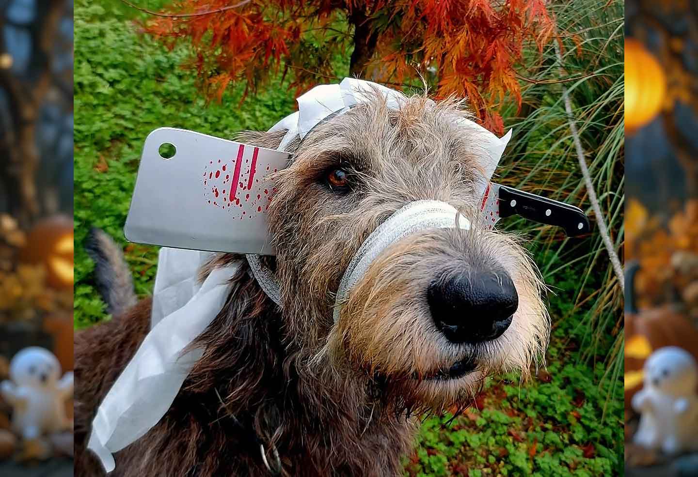 Irish Wolfhound Club e.V.