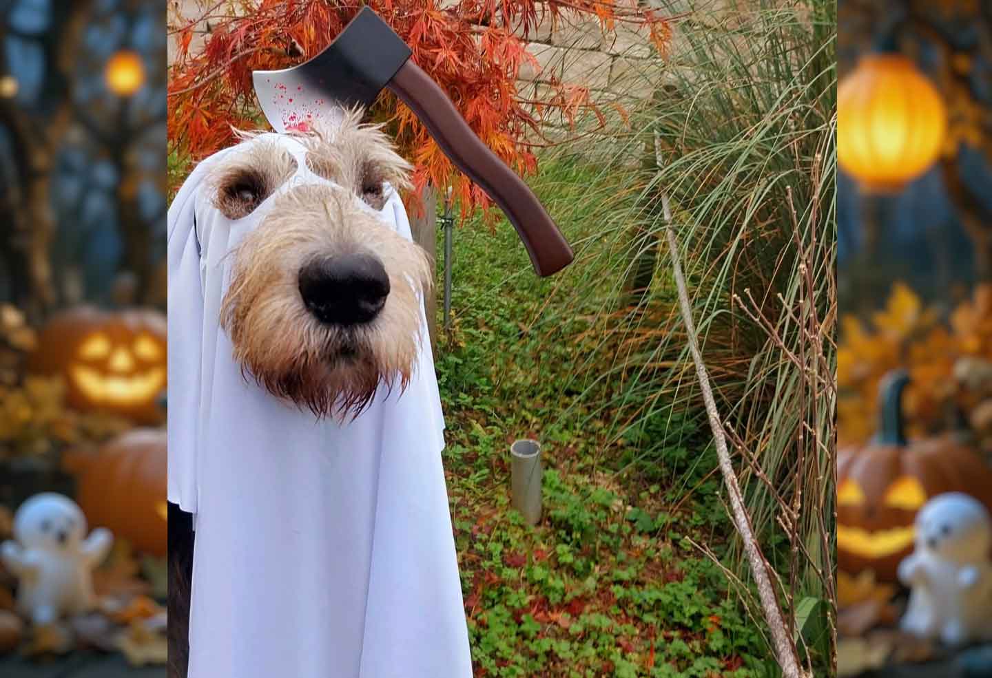 Irish Wolfhound Club e.V.