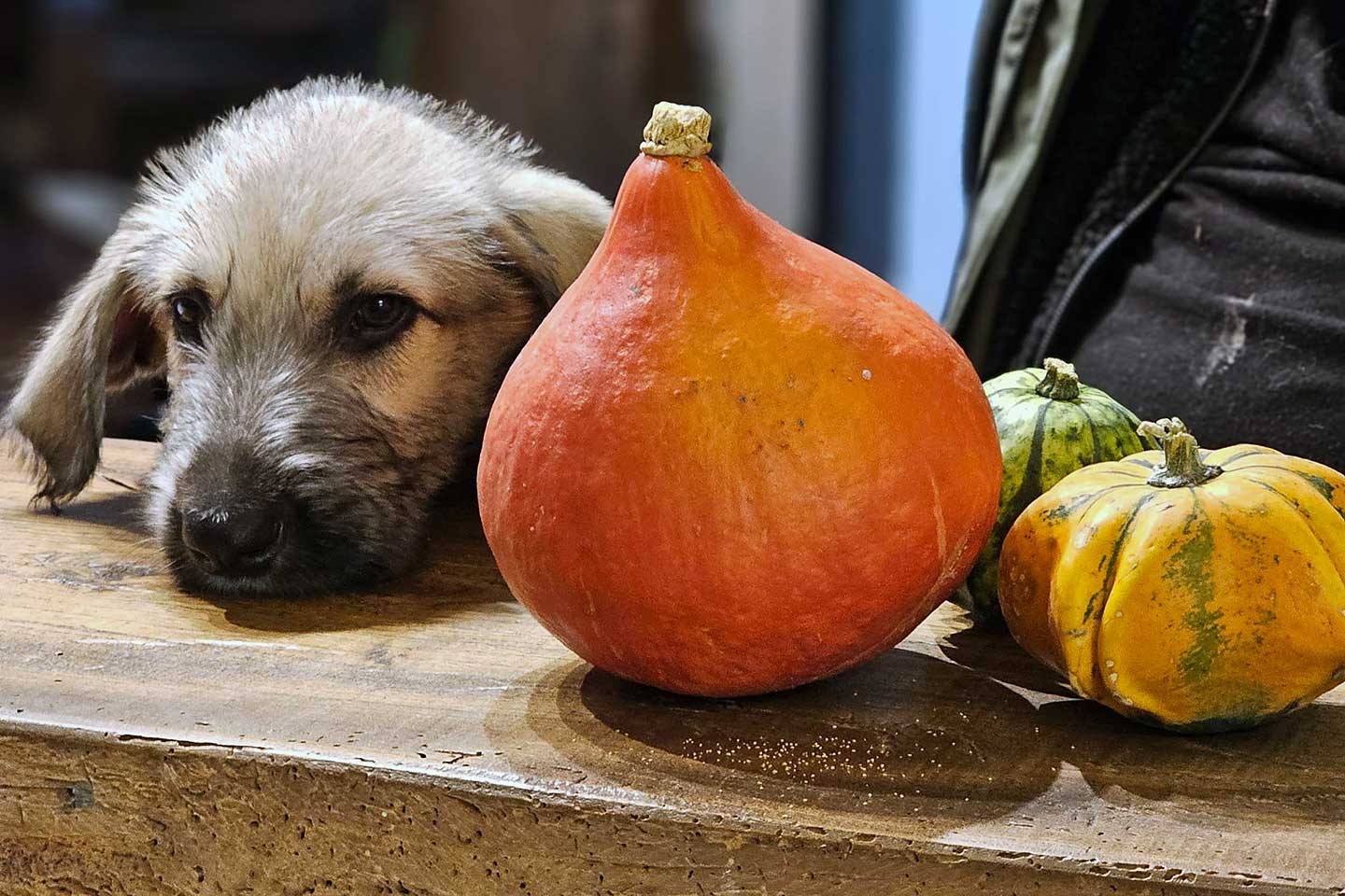 Irish Wolfhound Club e.V.