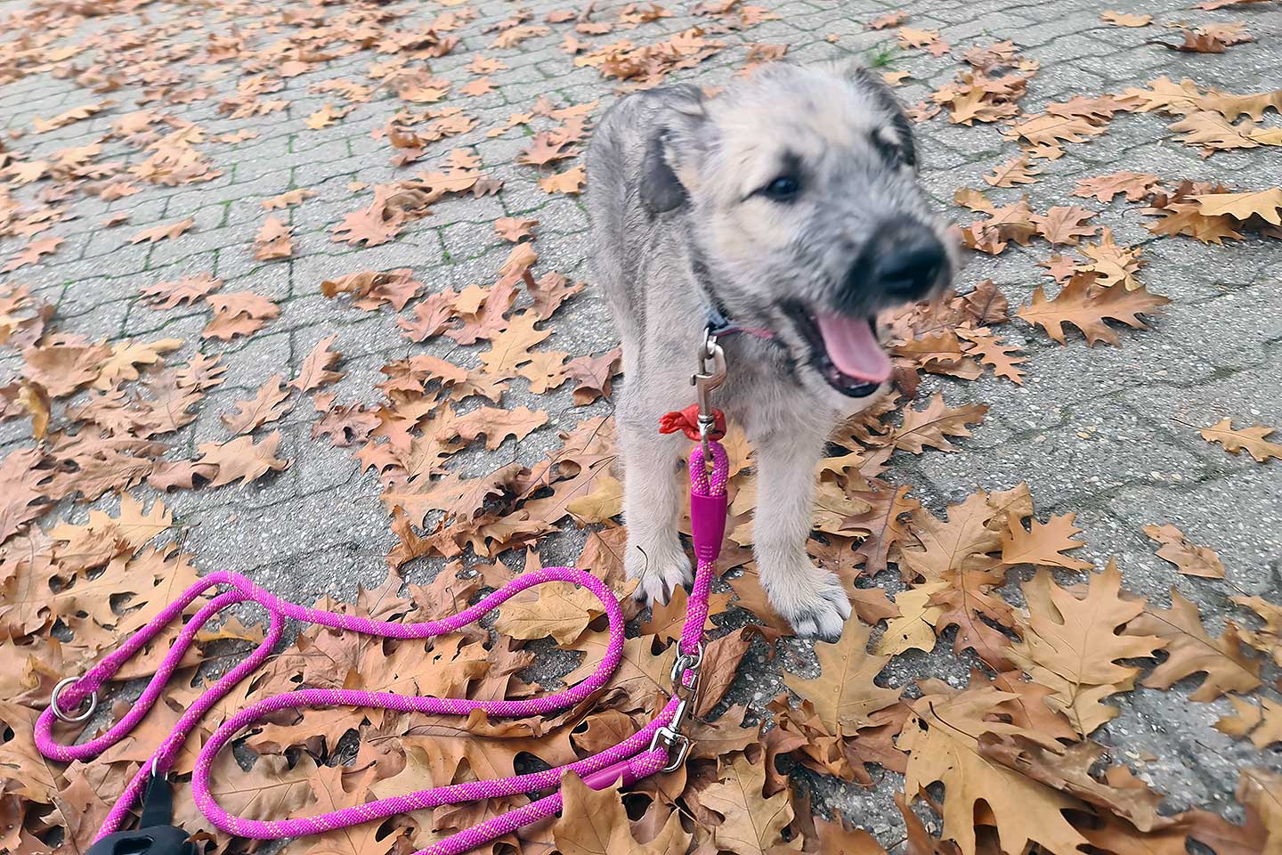 Irish Wolfhound Club e.V.