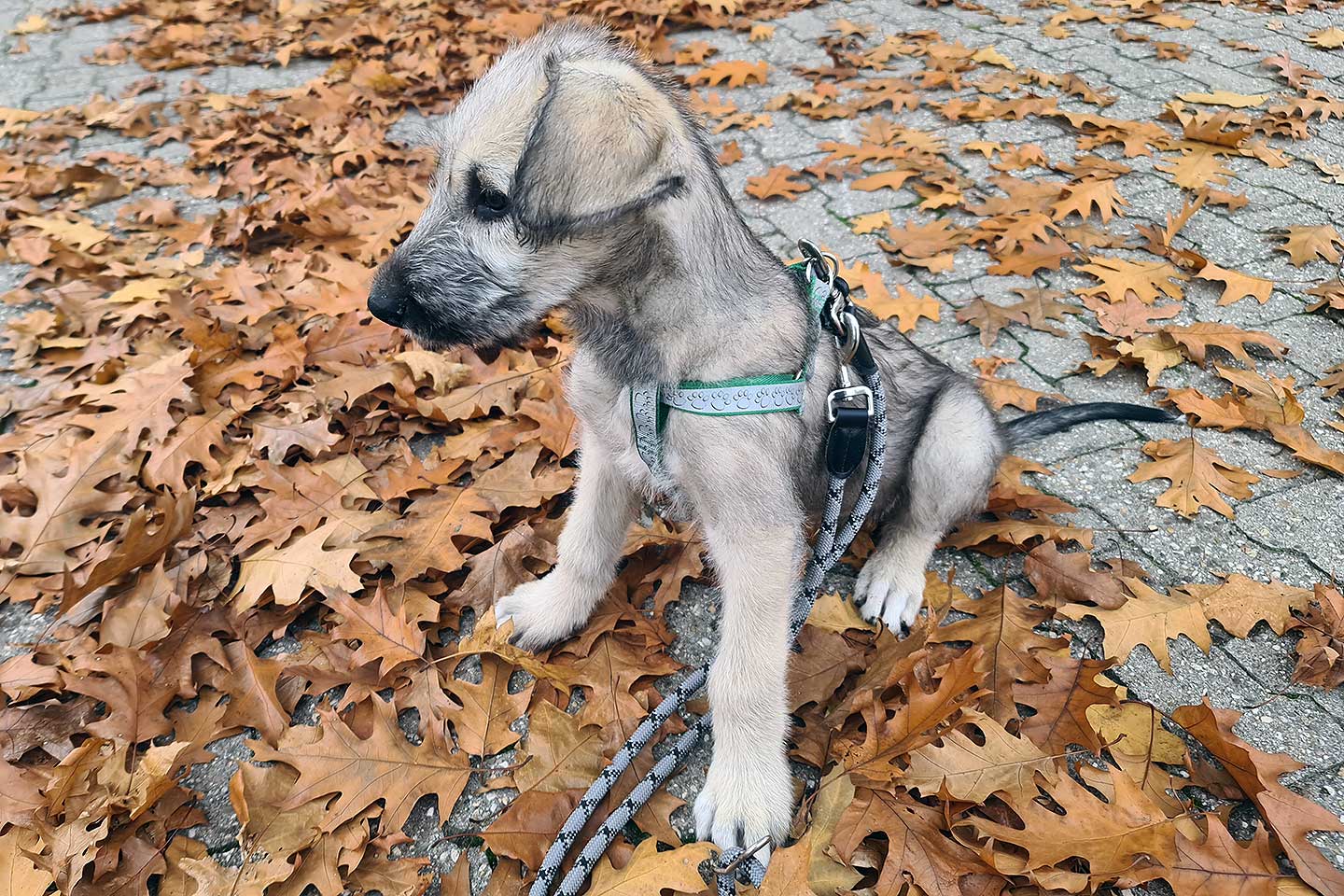 Irish Wolfhound Club e.V.