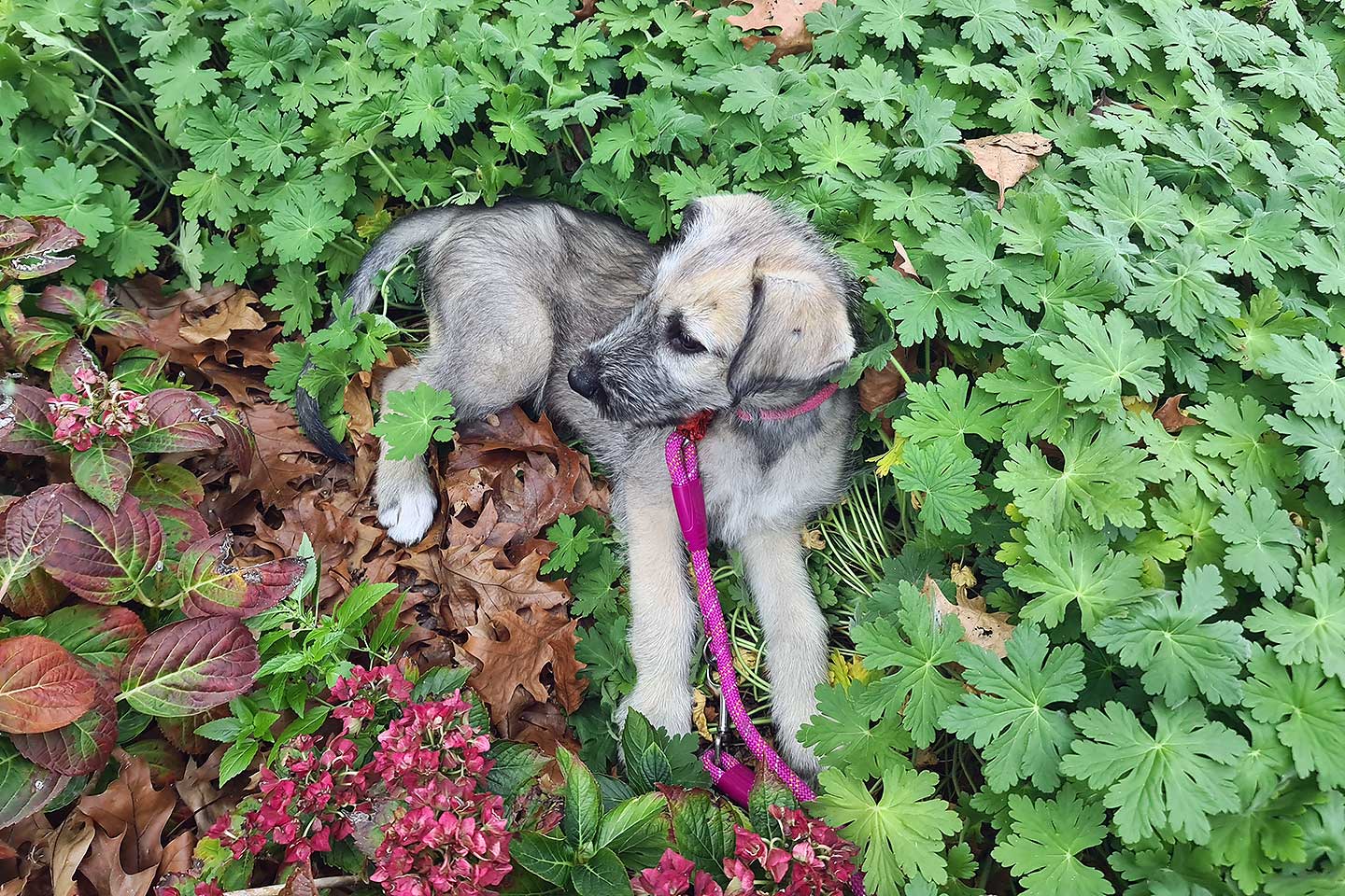 Irish Wolfhound Club e.V.