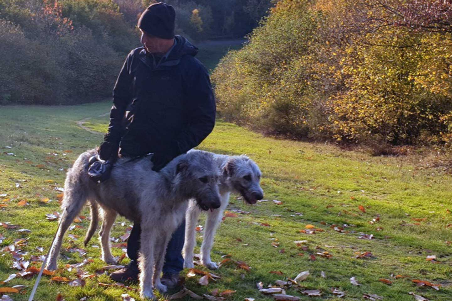 Irish Wolfhound Club e.V.