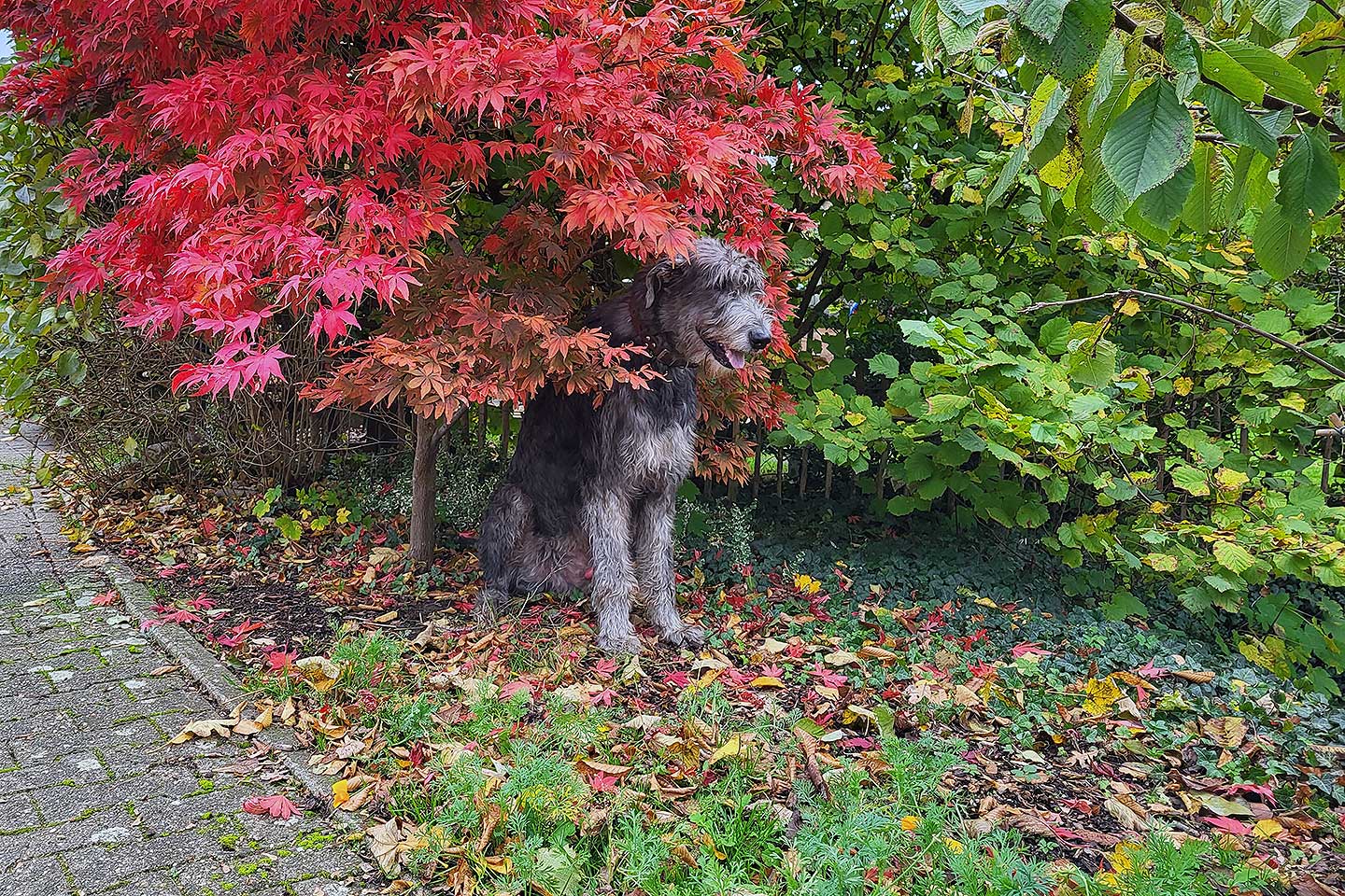 Irish Wolfhound Club e.V.