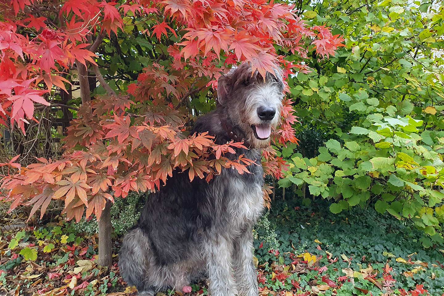 Irish Wolfhound Club e.V.