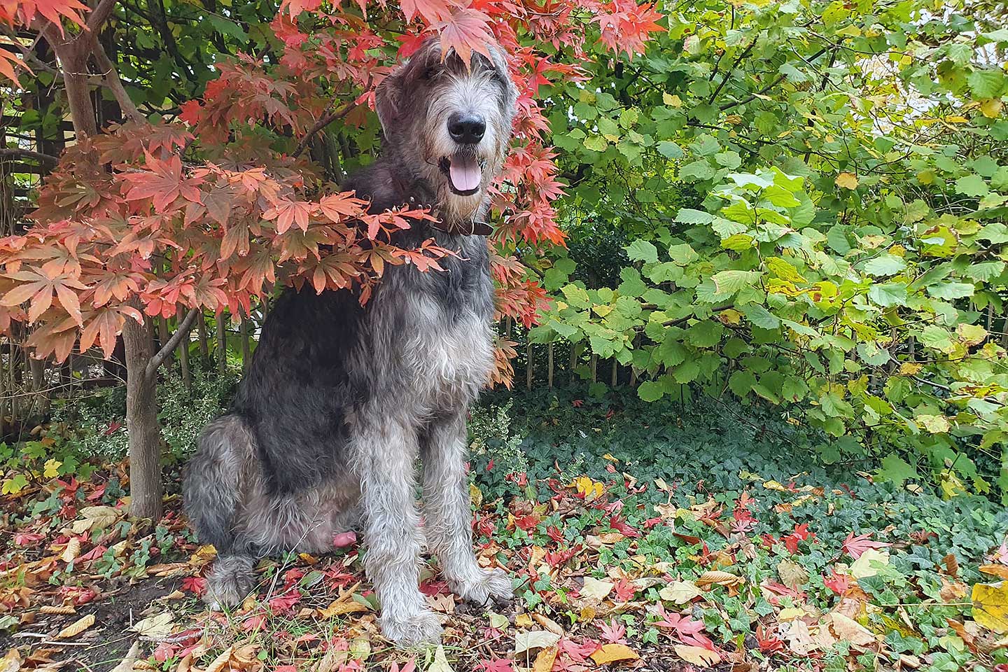 Irish Wolfhound Club e.V.