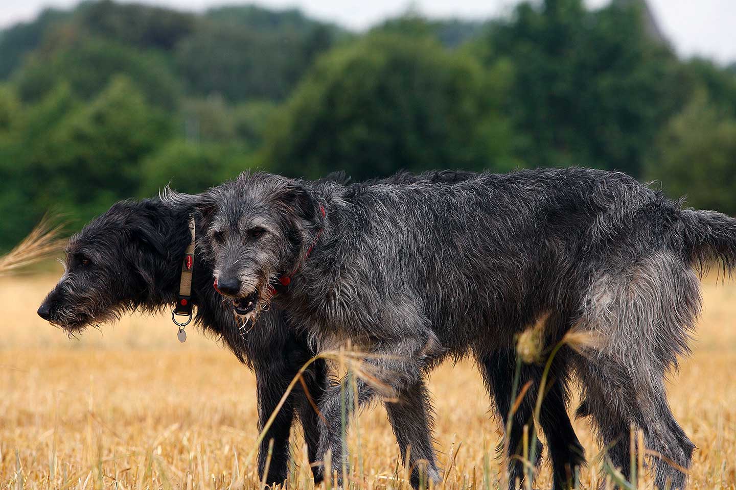Irish Wolfhound Club e.V.