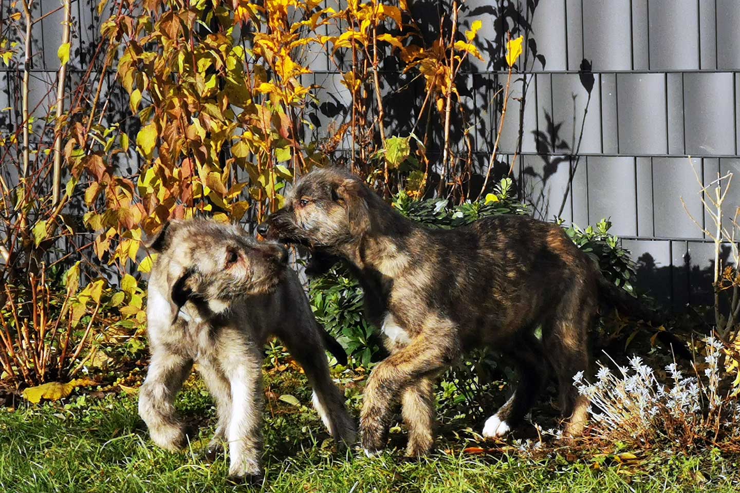 Irish Wolfhound Club e.V.