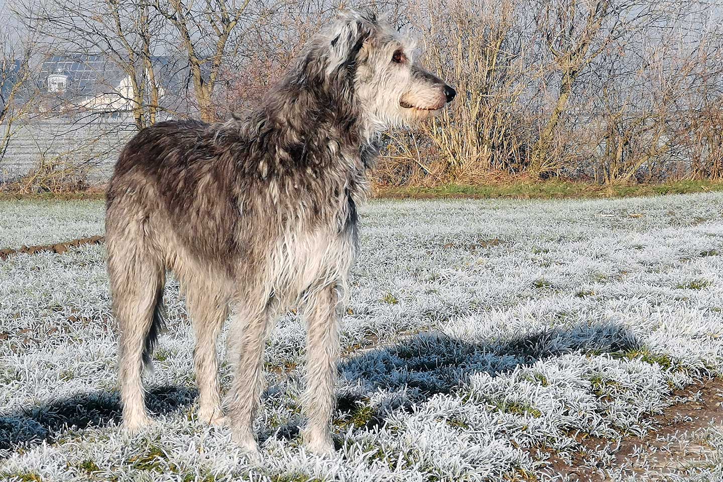 Irish Wolfhound Club e.V.