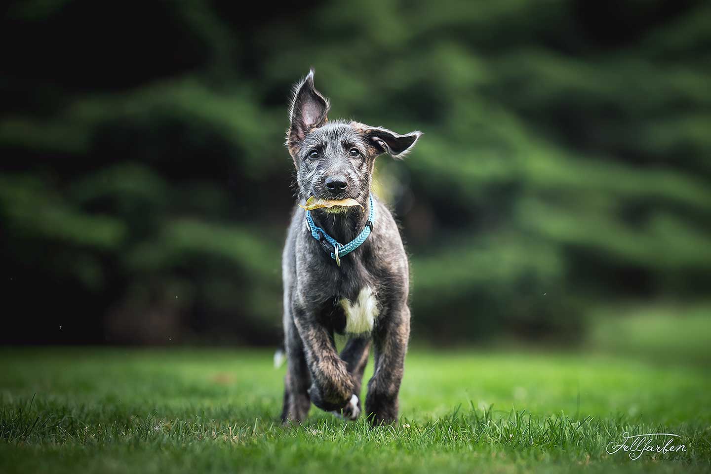 Irish Wolfhound Club e.V.