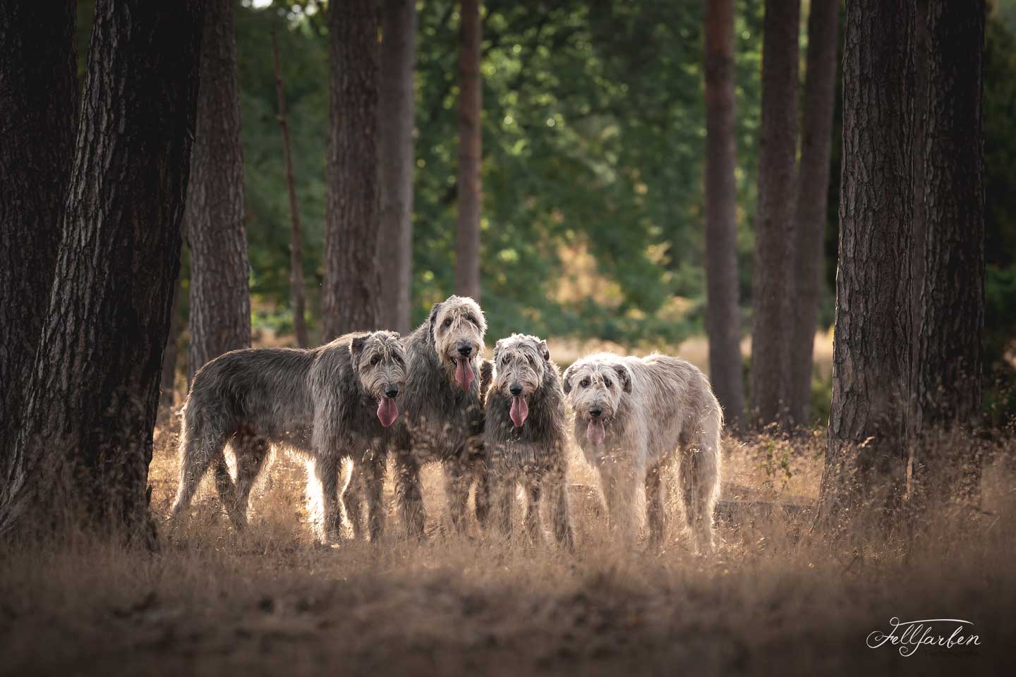Irish Wolfhound Club e.V.