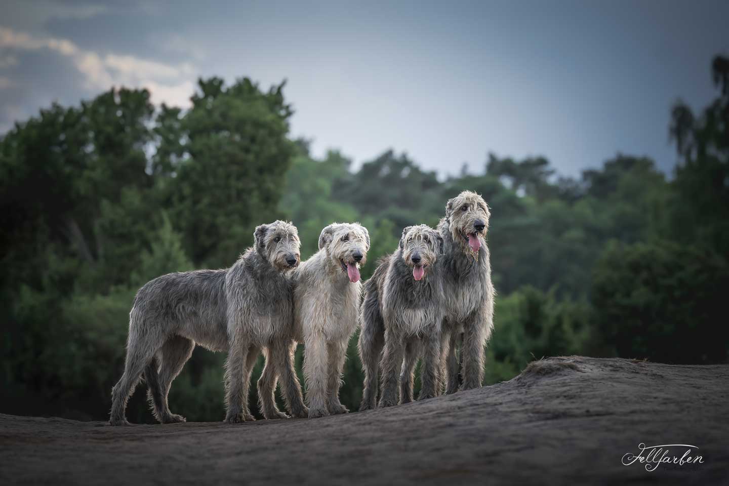 Irish Wolfhound Club e.V.