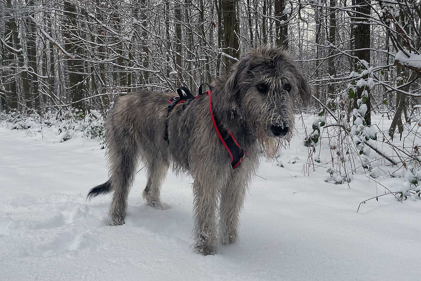 Irish Wolfhound Club e.V.