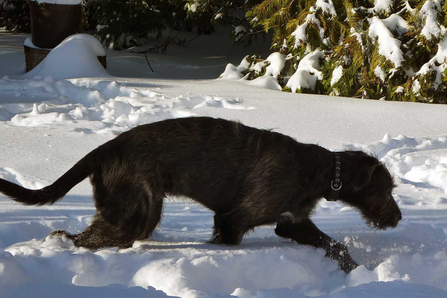 Irish Wolfhound Club e.V.