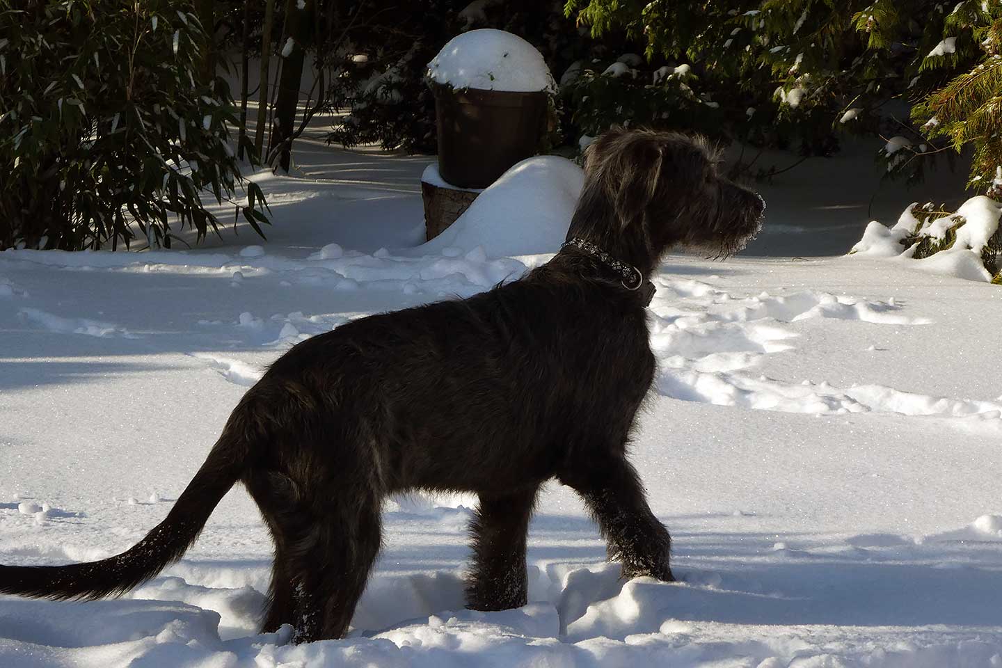 Irish Wolfhound Club e.V.