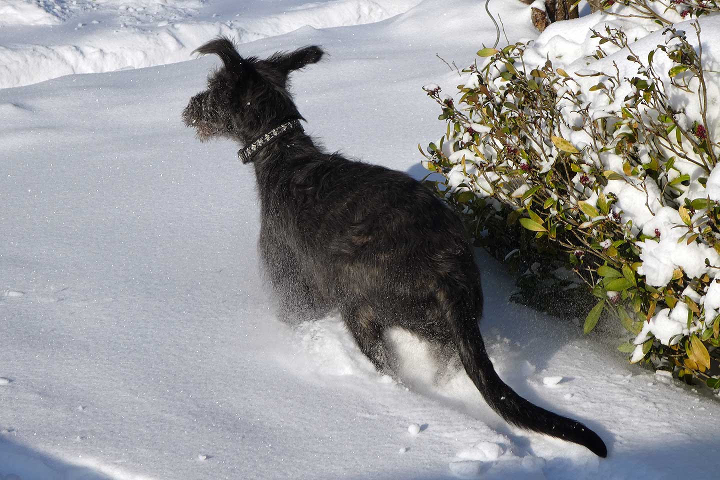Irish Wolfhound Club e.V.