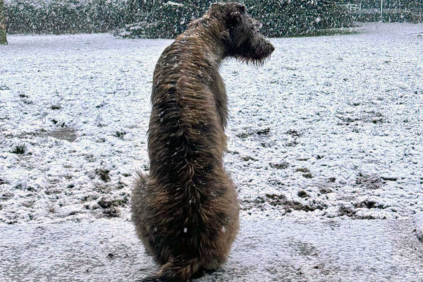 Irish Wolfhound Club e.V.