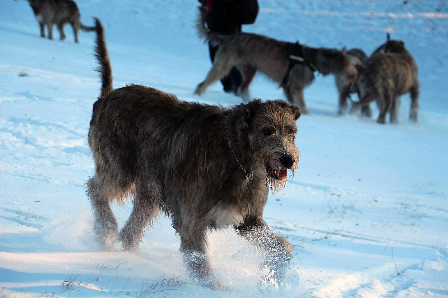 Irish Wolfhound Club e.V.