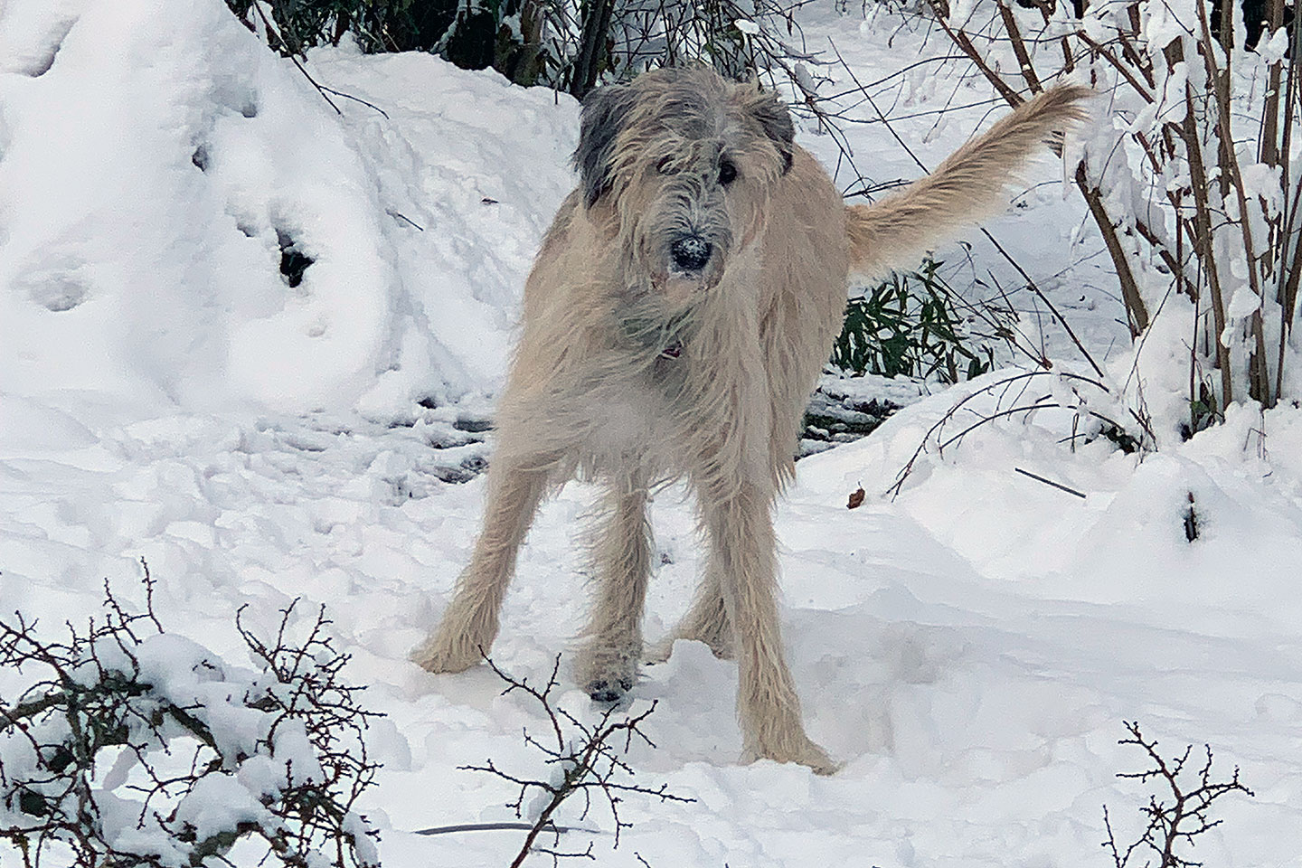 Irish Wolfhound Club e.V.